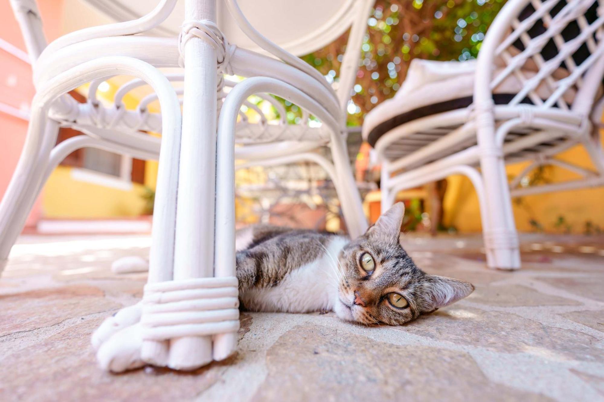 Il Piccolo Giardino Rooms & Breakfast Villasimius Εξωτερικό φωτογραφία