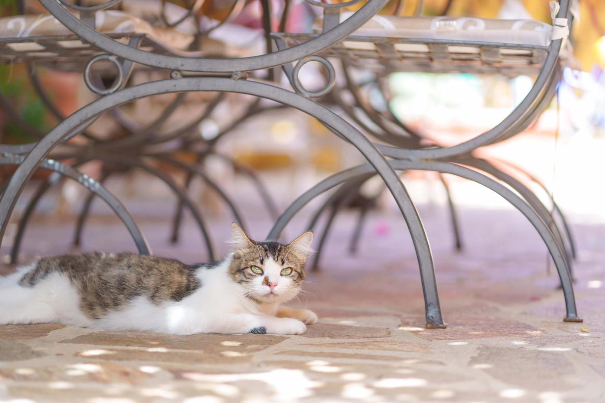 B&B Il Piccolo Giardino Villasimius Εξωτερικό φωτογραφία